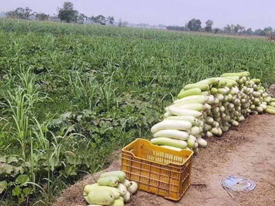 बहुबाली खेतीका माध्यमबाट लाखौँ रुपैंयाँको आम्दानी