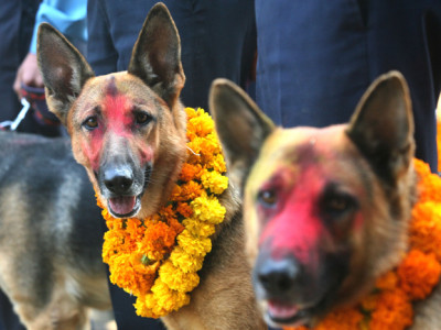 यमपञ्चकको दोस्रो दिन आज कुकुर र काग तिहार मनाइँदै