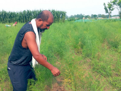 कुरिलोखेतीबाट एकै याममा सात लाख मुनाफा