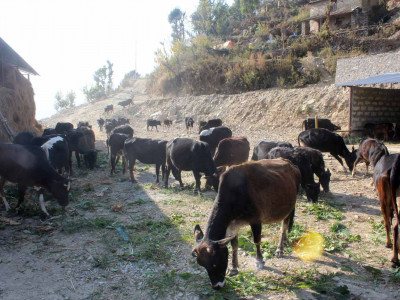 गौशालामा सीमित भए रैथाने गाई