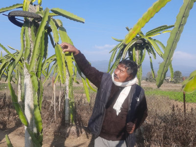 ड्रागनखेतीमा बित्दै पूर्वमन्त्री विष्टका दिन