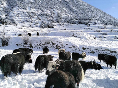 मनाङको तापक्रम माइनस १६, स्थानीय बेँसी झर्न थाले