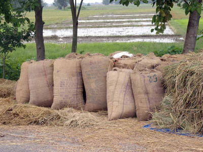 धान नबिकेपछि झापाका किसान चिन्तित