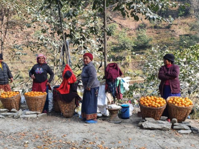 बिहुँका किसानलाई सुन्तला बेच्न भ्याइनभ्याई