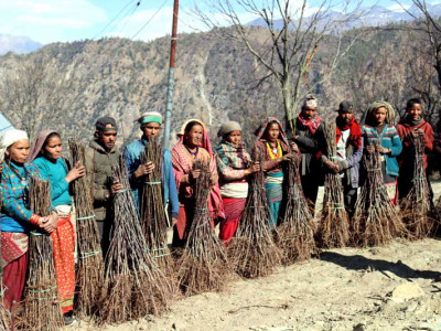 मुगुका किसान स्याउको विरुवा उत्पादनमा आत्मनिर्भर