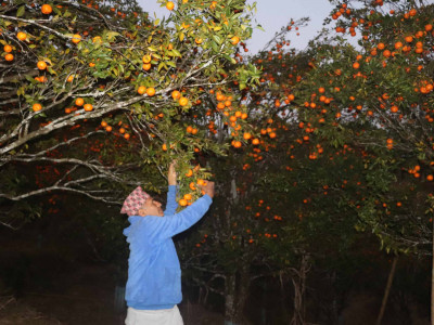 सुन्तलाबाट वार्षिक १० लाख आम्दानी