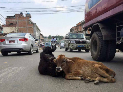 काठमाडौं महानगरले भोलि देखि सडकमा भेटिने गाईबाच्छा काञ्जी हाउसमा राख्ने