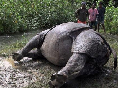 १३ वर्षमा २८९ गैँडाको मृत्यु