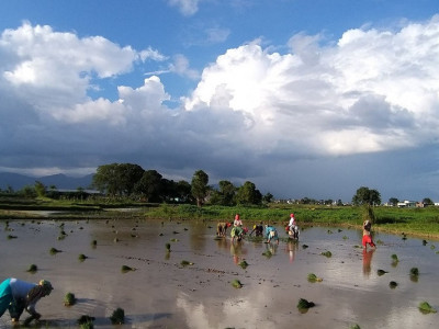  मलबिनै धान रोपाइँ गरिँदै