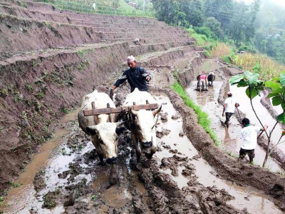 कोशी प्रदेशमा ६६ प्रतिशत कृषक, ५ लाख हेक्टरमा कृषिकर्म