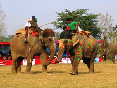 चितवनमा हात्ती महोत्सव  पुस १० देखि