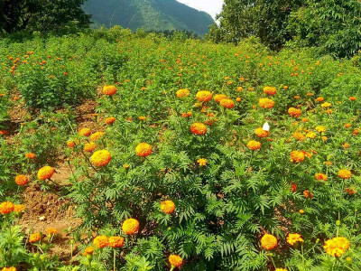 आँबुखैरेनीमा उत्पादित सयपत्री बिक्रीका लागि तयार