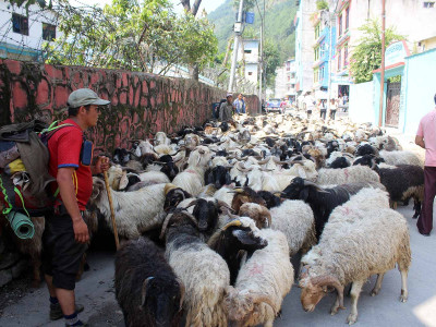 भेडाच्याङ्ग्रा बेच्न जुम्लाबाट हिँडेर १७ दिनमा बेनी