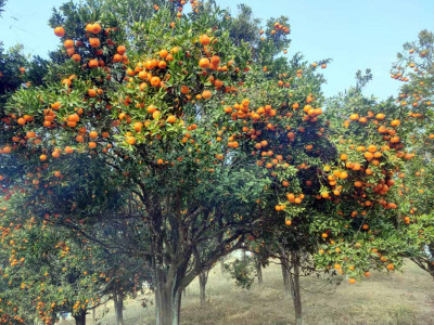 खोटाङबाट रु ३६ करोड बढीको सुन्तला निर्यात