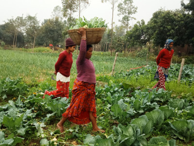 कञ्चनपुरमा तरकारी उत्पादनमा कमी, आकासियो मूल्य