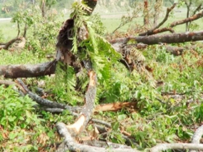 दाङमा रुखले च्याप्दा एकको मृत्यु