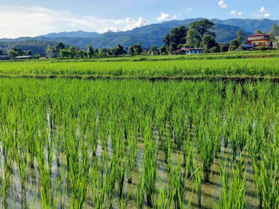 नवलपरासी पूर्वका अधिकांश स्थानमा सकियो रोपाइँ