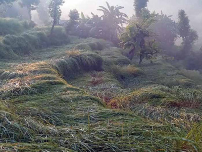 असिनाले धानबाली नष्टहुँदा कृषक चिन्तित