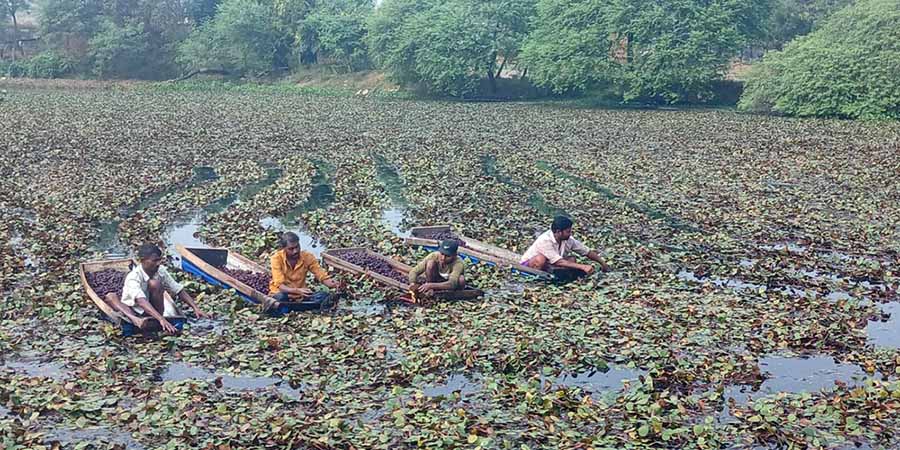 व्यावसायिक सिँगडाखेतीबाट गाउँमै लाखौँ आम्दानी