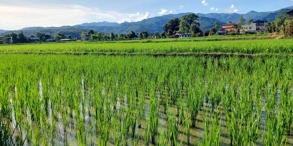 नवलपरासी पूर्वका अधिकांश स्थानमा सकियो रोपाइँ