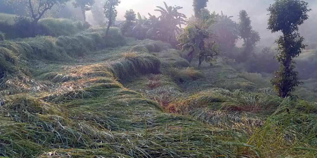 असिनाले धानबाली नष्टहुँदा कृषक चिन्तित