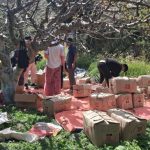 मार्फामा स्याउ टिप्ने र खाने उत्सवमा पर्यटकको घुइँचो