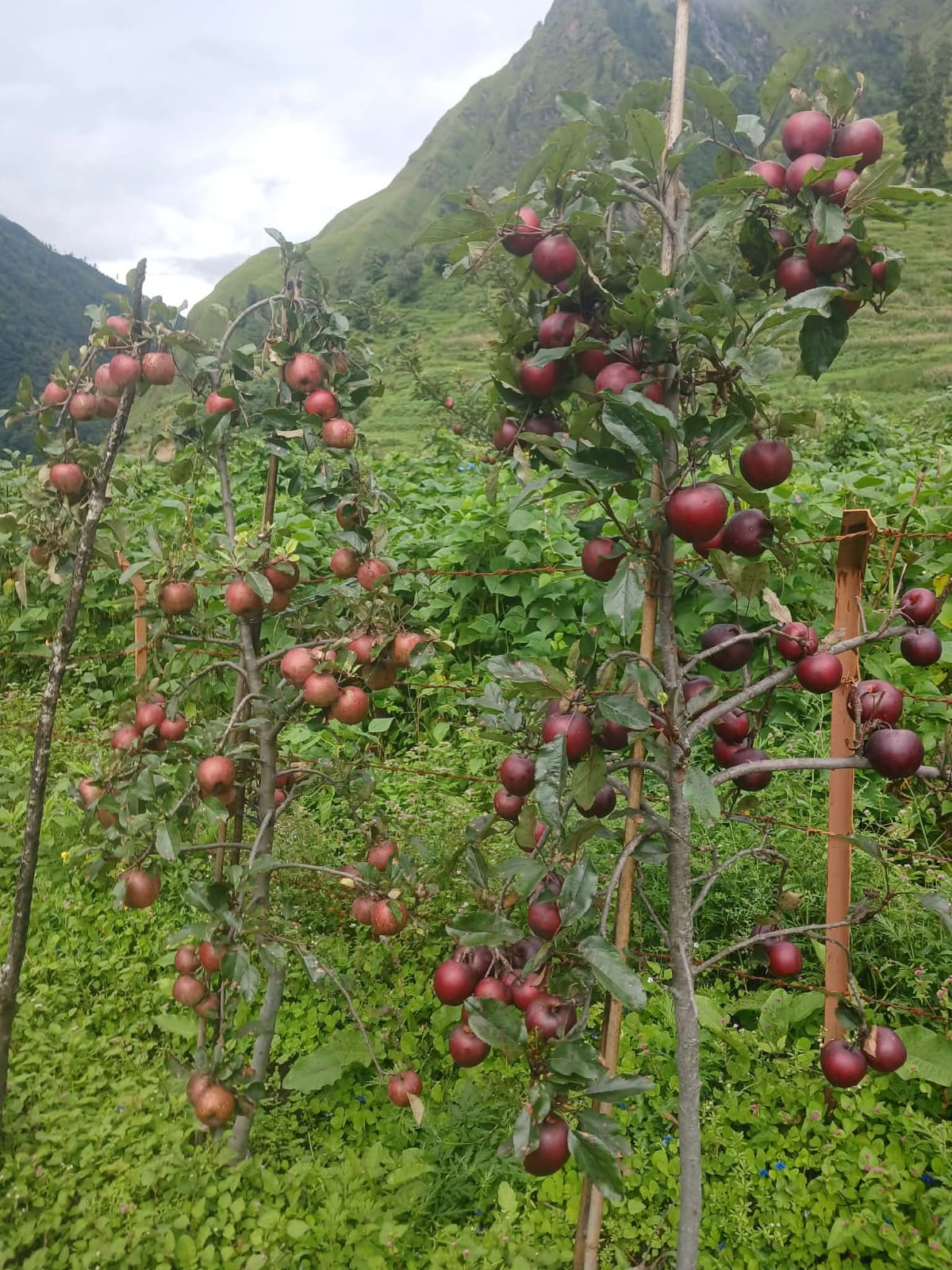 दार्चुलाकोे किसानको गुनासो,‘लटरम्म स्याउ फले, बिक्री हुँदैन’