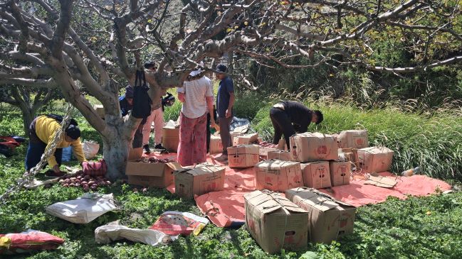 मार्फामा स्याउ टिप्ने र खाने उत्सवमा पर्यटकको घुइँचो