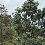 उत्पादन दिने याममा एभोकाडोको बोट मर्न थालेपछि किसान चिन्तित