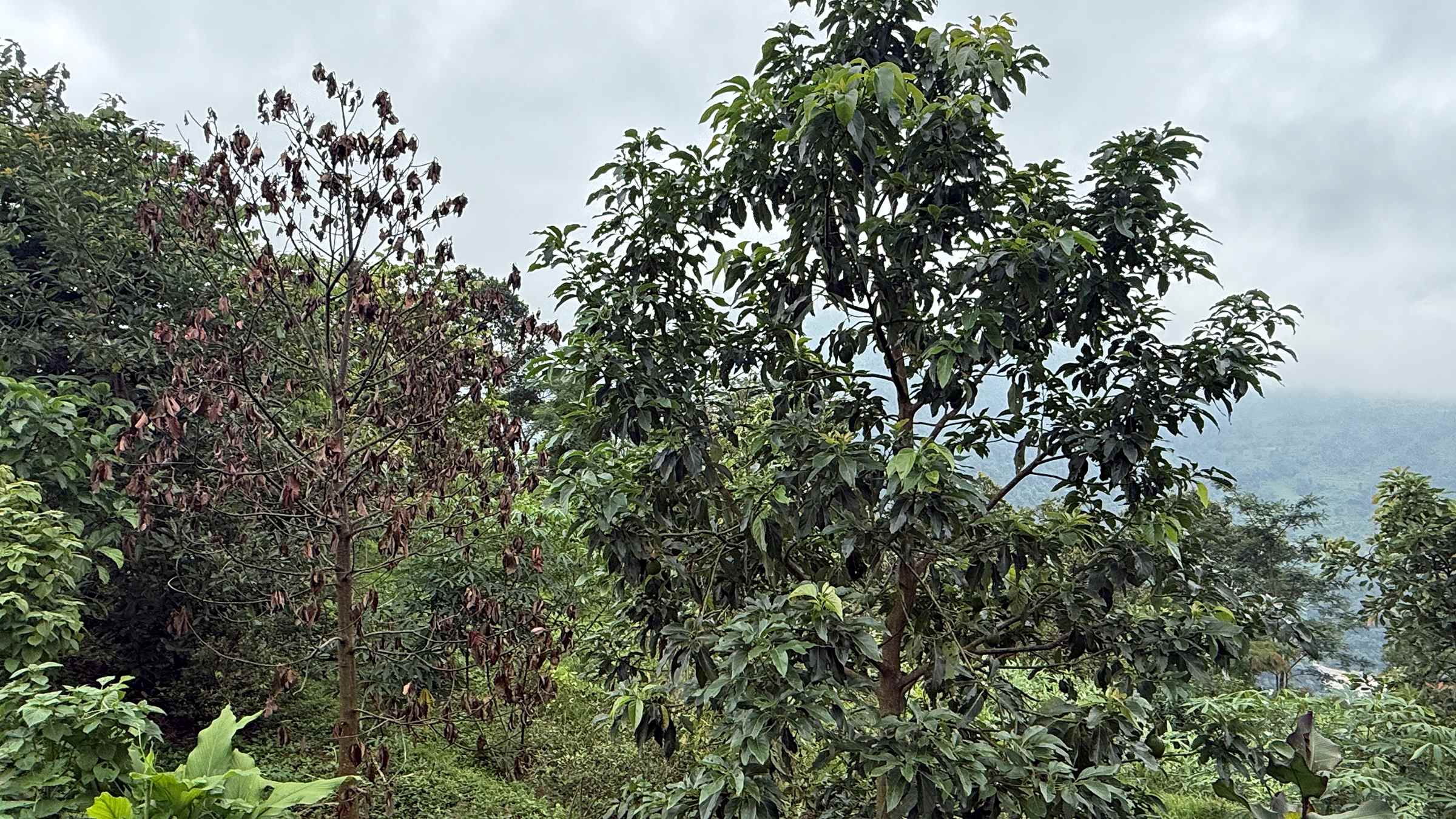 उत्पादन दिने याममा एभोकाडोको बोट मर्न थालेपछि किसान चिन्तित