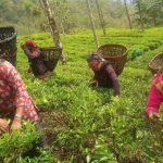 चिया निर्यात घट्यो, भारतको बजारमा निर्भरता चुनौती
