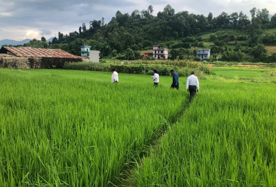 किन पर्यो रैथाने बाली सङ्कटमा