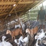 वैदेशिक रोजगारी छाडेर गाउँमै बाख्रापालनमा रमाउँदै लक्ष्मीप्रसाद