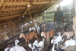 वैदेशिक रोजगारी छाडेर गाउँमै बाख्रापालनमा रमाउँदै लक्ष्मीप्रसाद