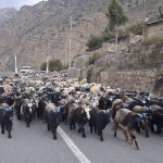 हिउँ छिचोल्दै एक हजार भेडाच्याङ्ग्रा मुस्ताङ आइपुगे