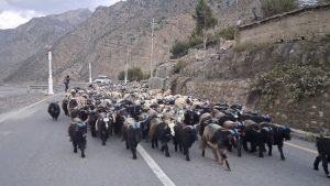 हिउँ छिचोल्दै एक हजार भेडाच्याङ्ग्रा मुस्ताङ आइपुगे