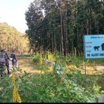 किसानलाई हात्तीबाट धानबाली जोगाउने चिन्ता